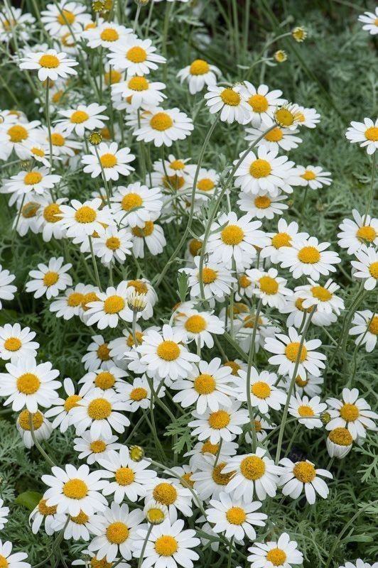 Olio Essenziale di Camomilla Romana per profumeria, aromaterapia e cosmetica: profumi; candele, saponi fai da te