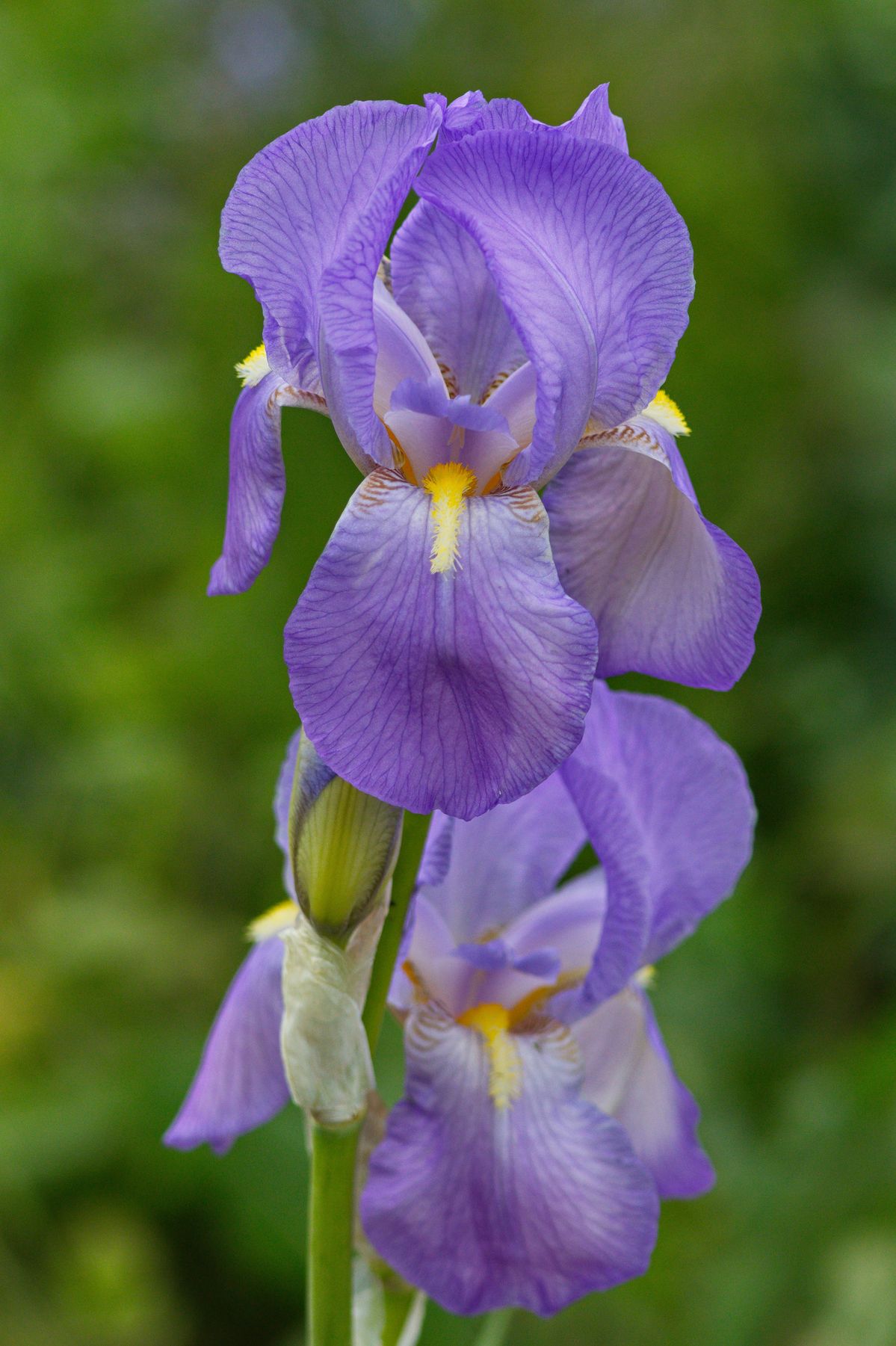 burro Iris Pallida 15% ironi per profumeria
