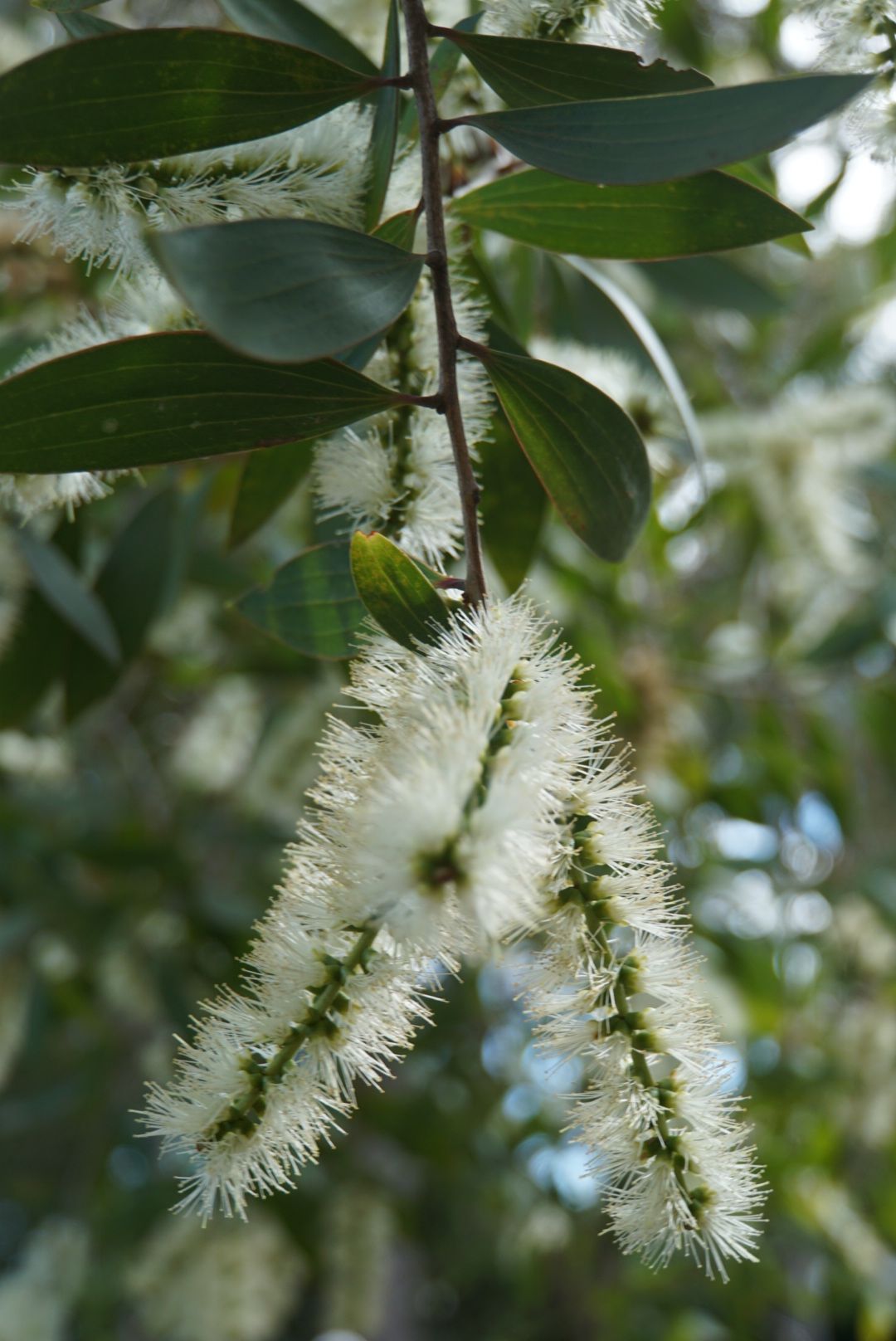 Olio Essenziale di Niaouli per profumeria, aromaterapia e cosmetica: profumi, saponi, candele fai da te