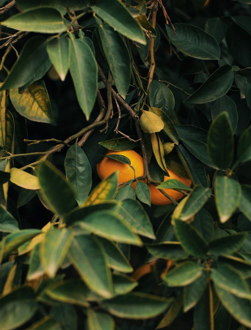 Olio essenziale petitgrain per profumeria, aromaterapia, cosmetica: profumi, saponi e candele fai da te