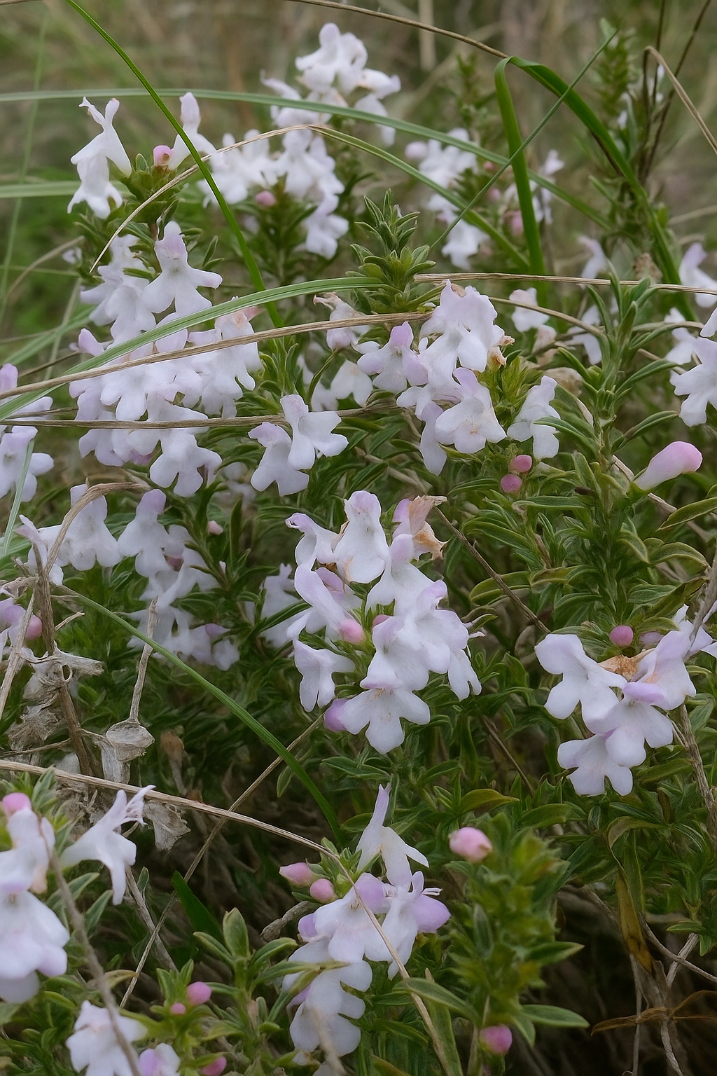 Olio essenziale di santoreggia montana per profumeria, aromaterapia: profumi, diffusione ambientale