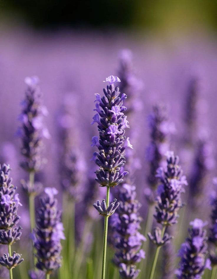 Lavandino Grosso Olio Essenziale ORG