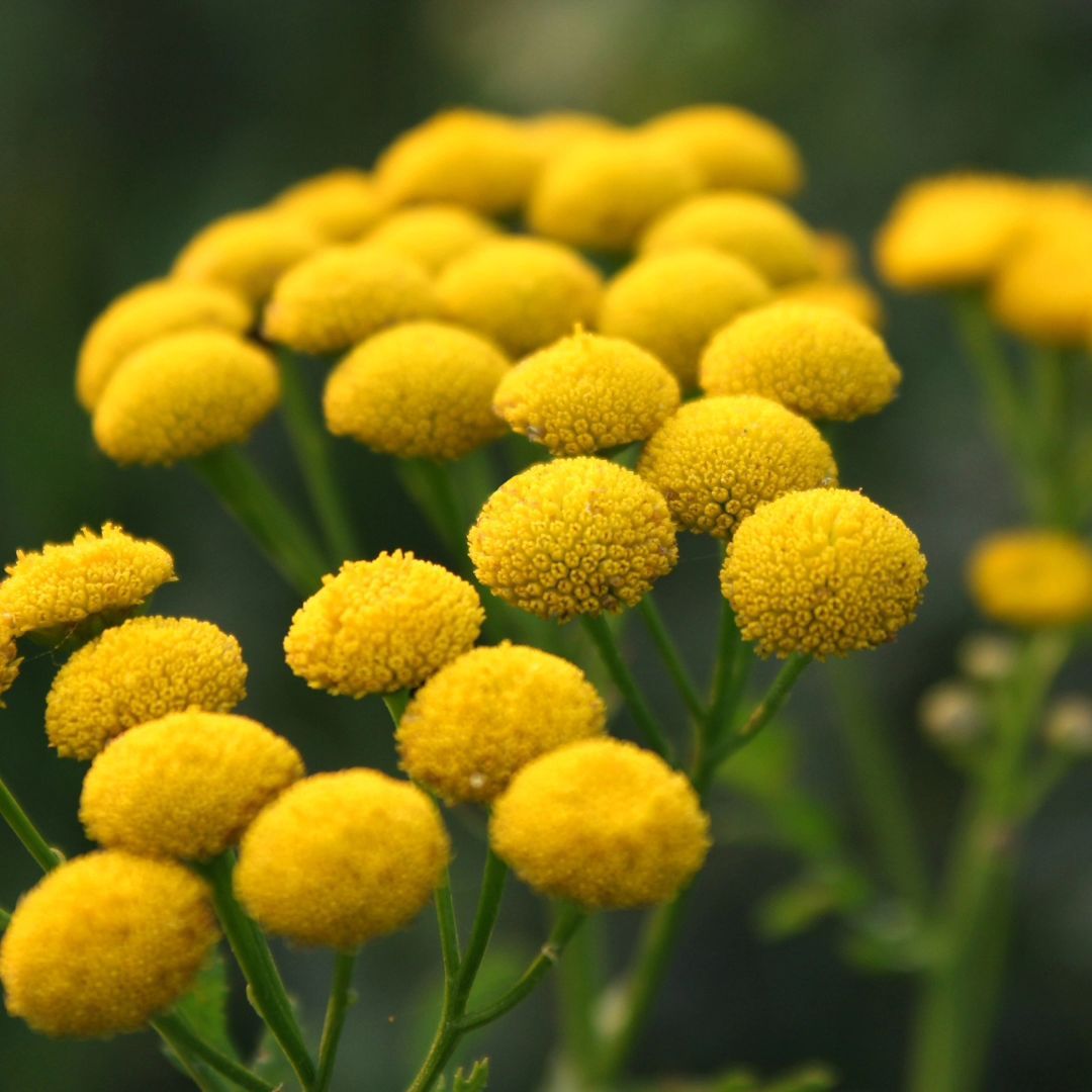 Blue Tancy Essential Oil