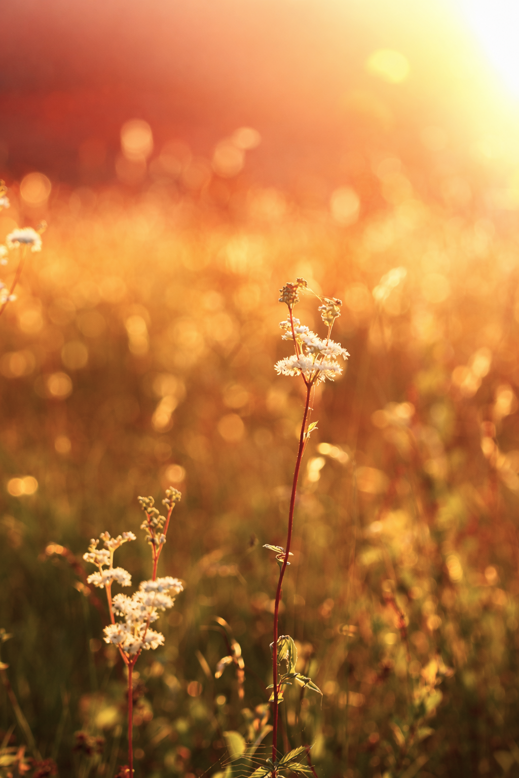 Aldehyde c11 undecylenic for perfumery and cosmetics: perfumes, candles, soaps