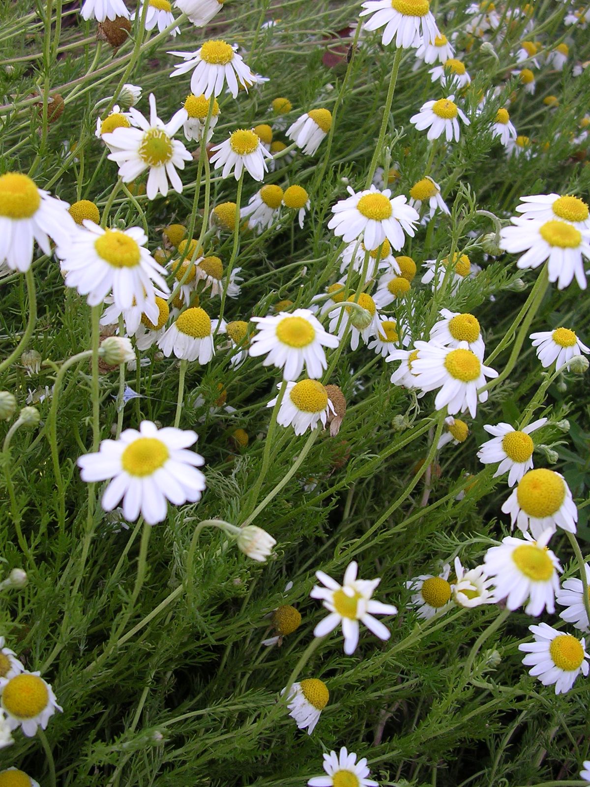 Olio Essenziale di Camomilla Romana per profumeria, aromaterapia e cosmetica: profumi; candele, saponi fai da te