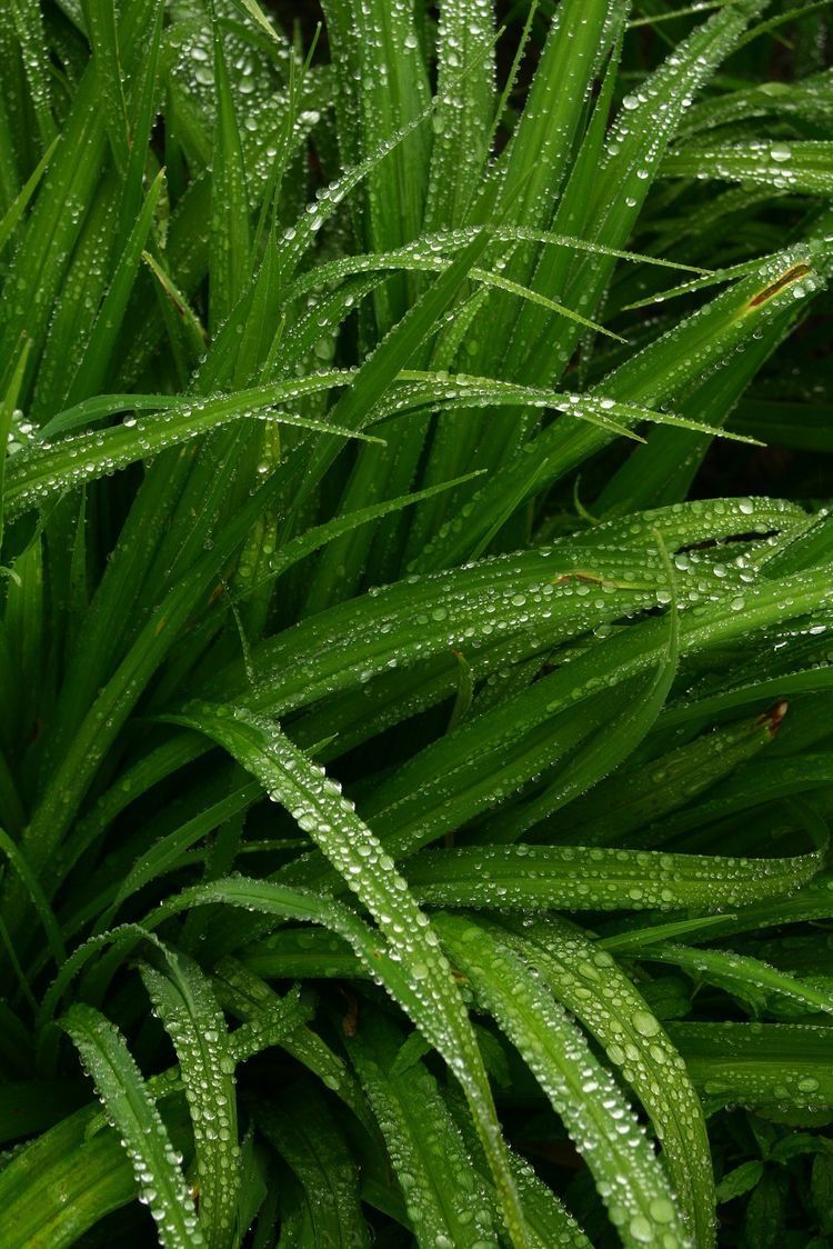 Olio essenziale di citronella di Java per profumeria, aromaterapia, cosmetica, candele, saponette