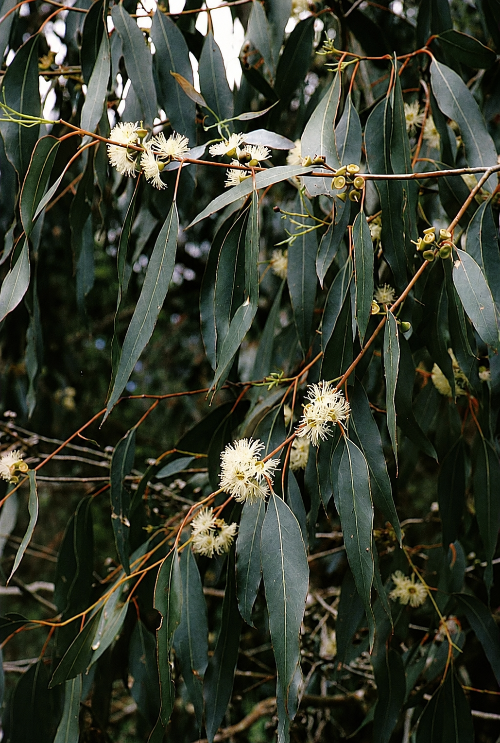 Eucalyptus Citriodora for perfumery, aromatherapy and cosmetics: perfumes, soaps, skincare, well being, home diffusor