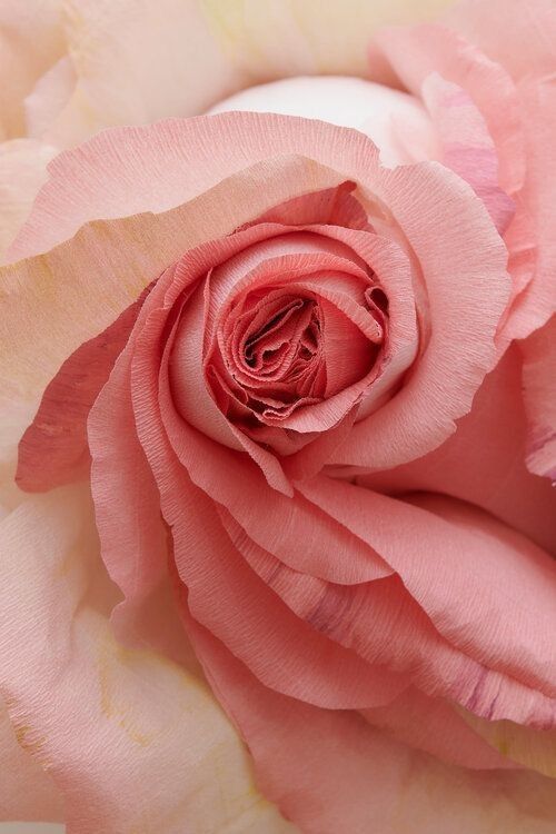 Geraniolo ex Palmarosa