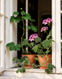 Geranium egypt essential oil for perfumery, aromatherapy and cosmetics: perfumes, soaps, candles, skincare