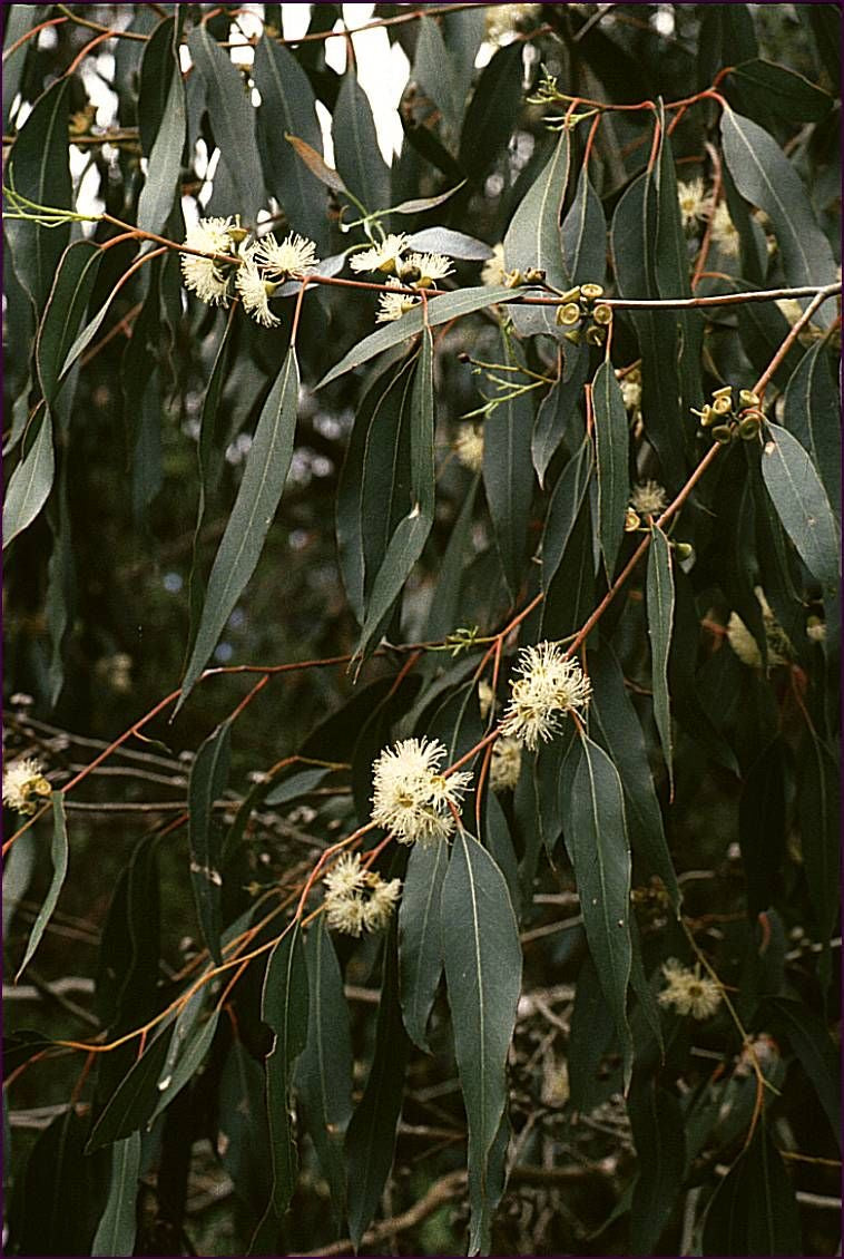 Eucalipto Limone Olio Essenziale ORG