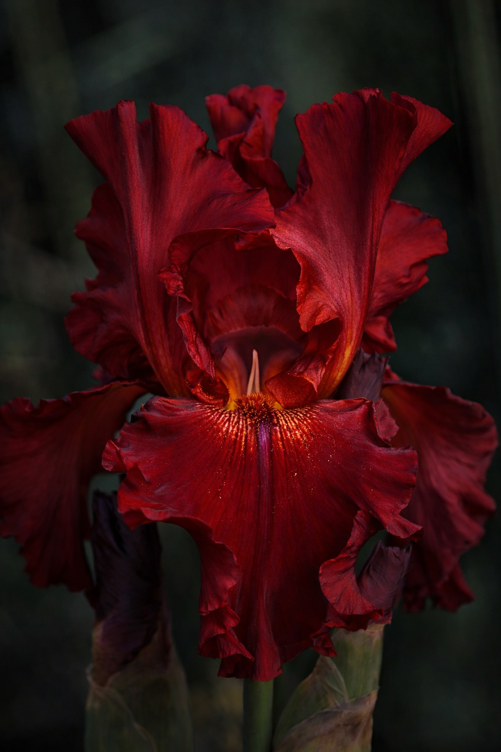 Ionone Beta for perfumery and cosmetics: perfumes, candles, soaps