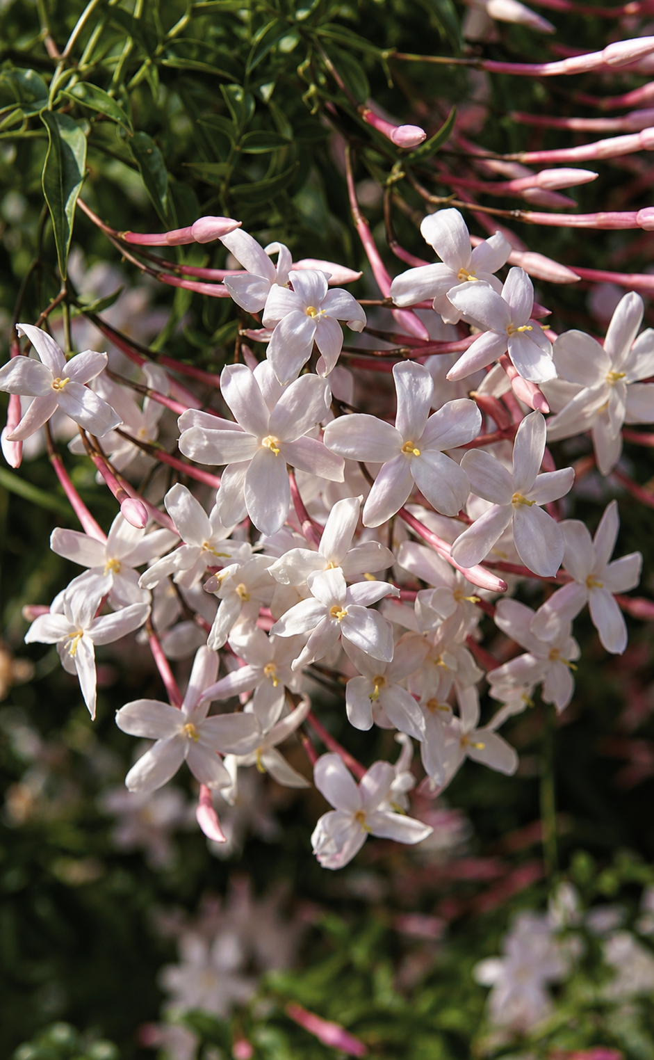 Jasmin Grandiflorum for perfumery; perfumes, candles, soaps