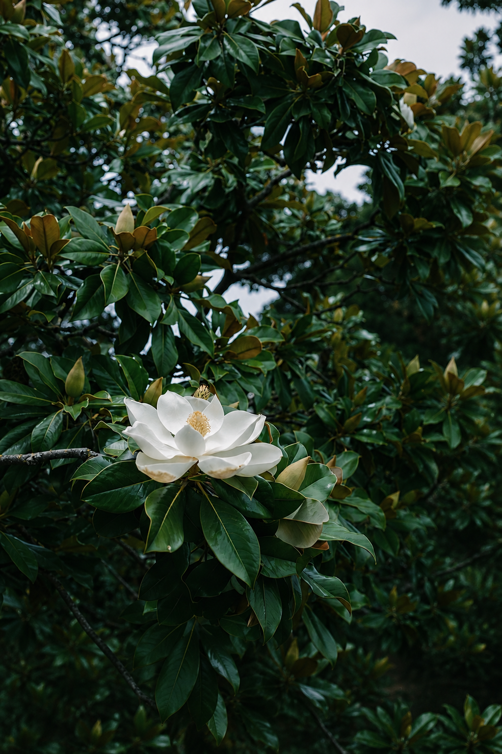 magnolia leaf oil for perfumery: perfumes, candles, soaps