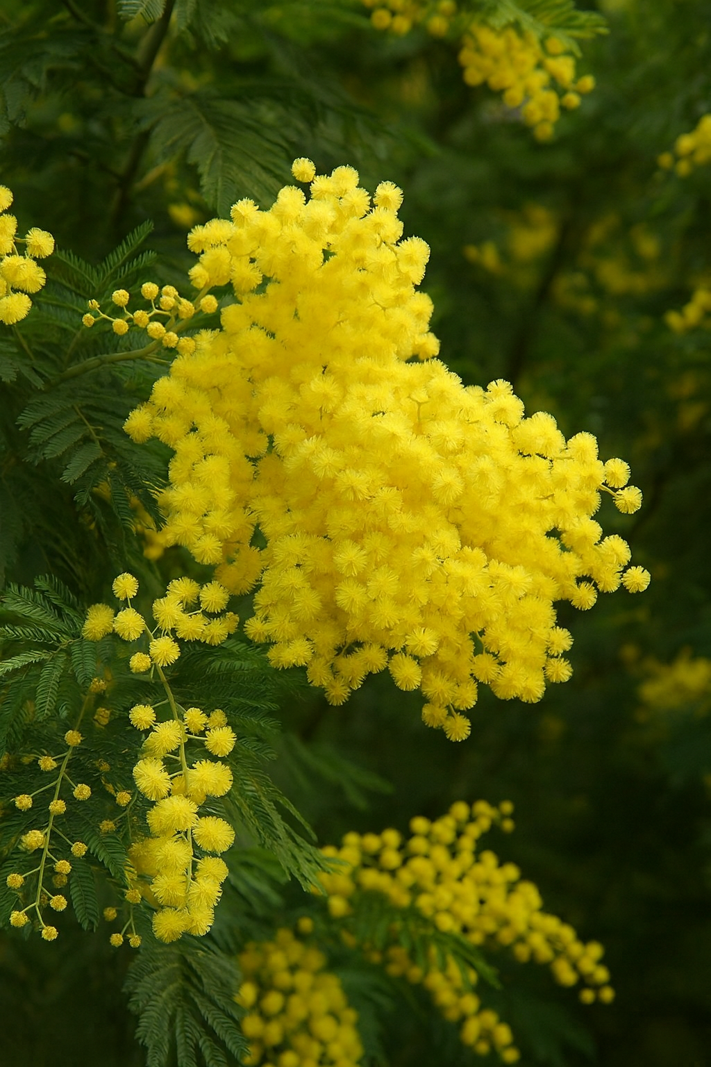 Mimosa Assoluta