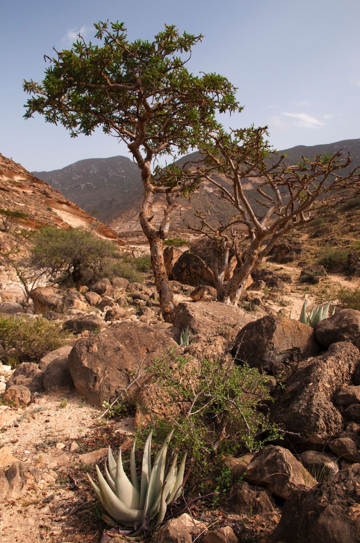 Olibanum - Frankincenso olio essenziale per profumeria, aromaterapia, cosmetica. Sapomette, candele, profumi