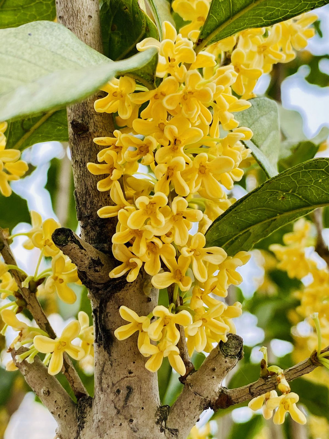 Assoluta di Osmanto per profumeria