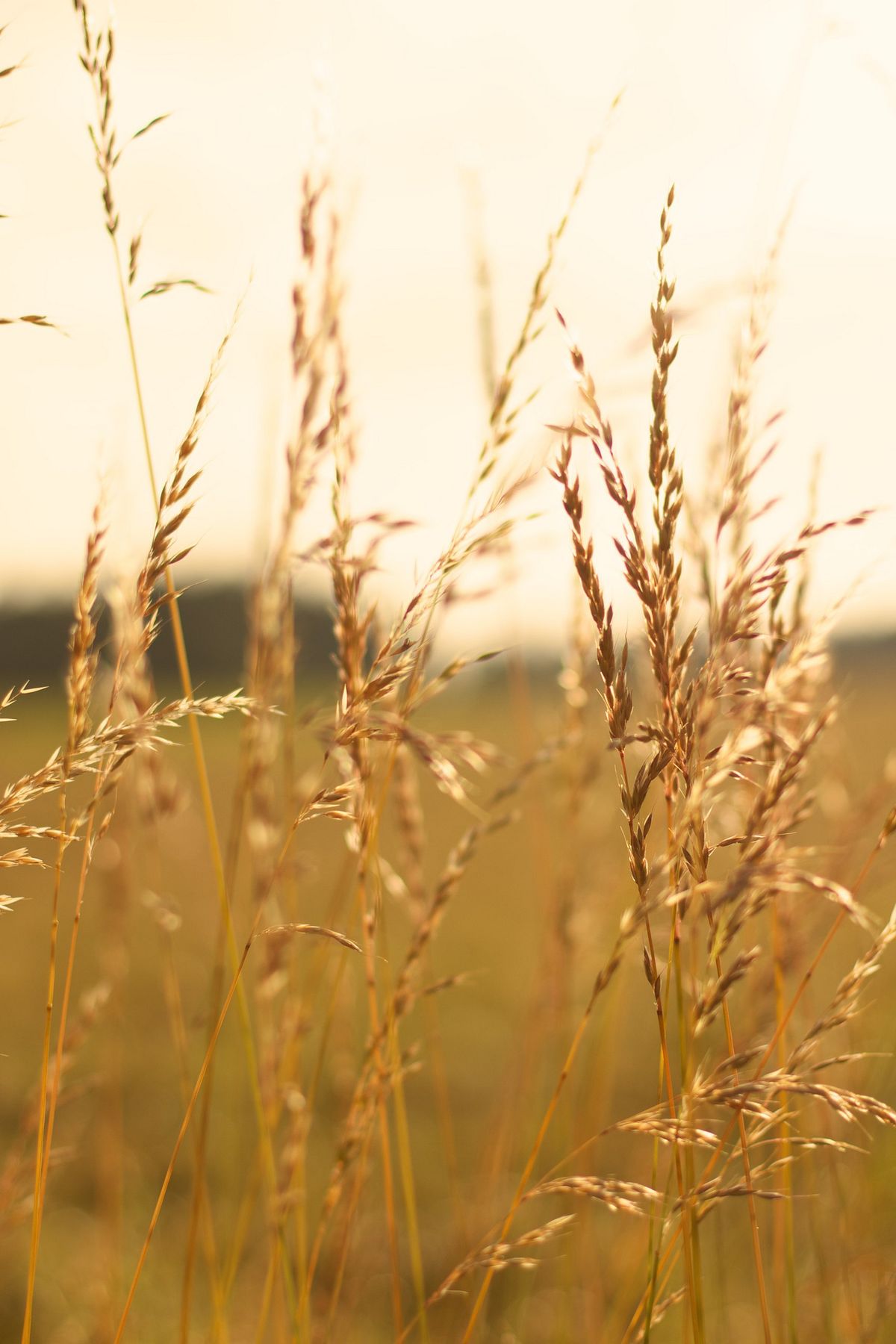 Assoluta di paleo odoroso per profumeria, profumi, roll-on