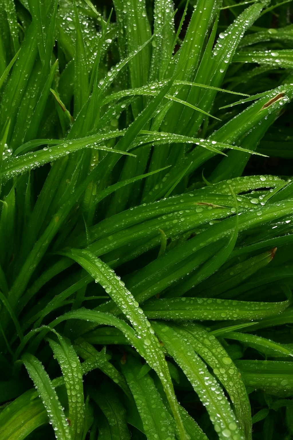 Olio essenziale di Palmarosa per profumeria, aromaterapia e cosmetica: profumi, saponette, candele, lozioni corpo, viso