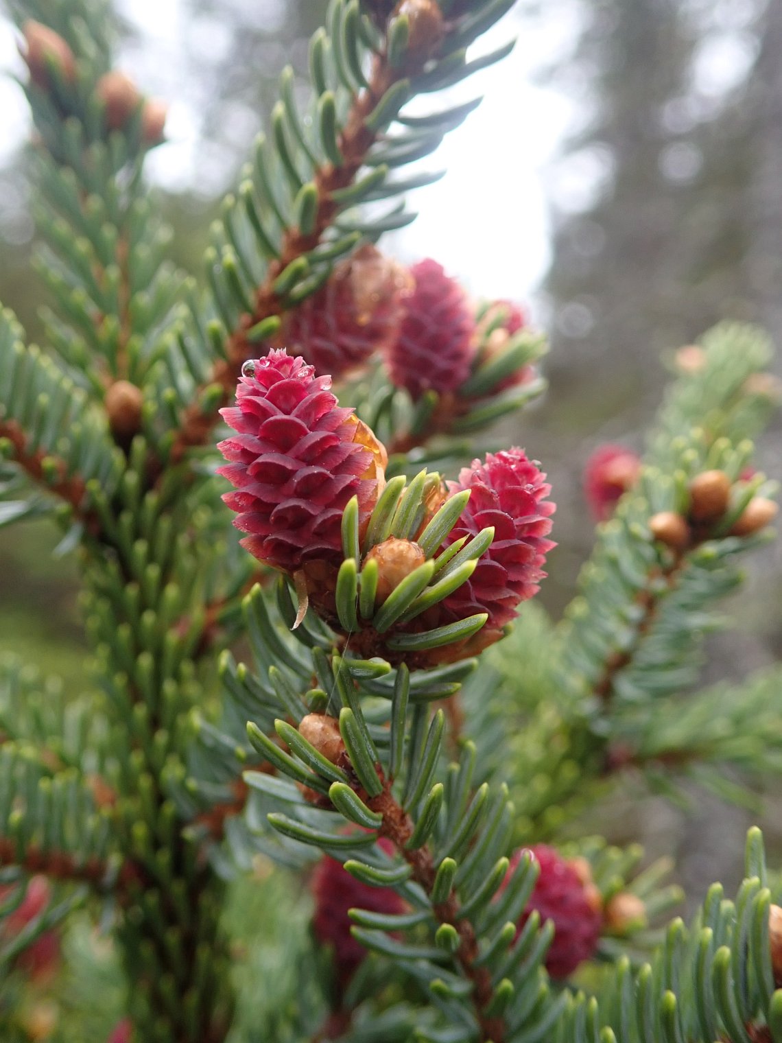 Black Spruce ORG Essential Oil