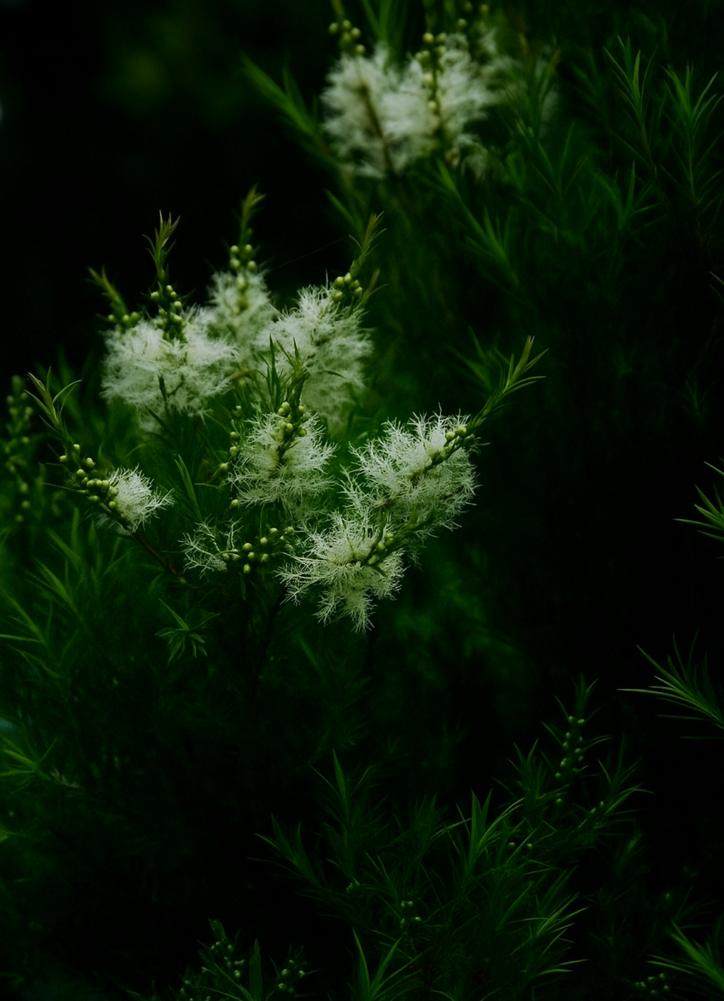 Olio essenziale albero del tè per profumeria, aromaterapia, cosmetica: profumi, oli, saponi e candele fai da te