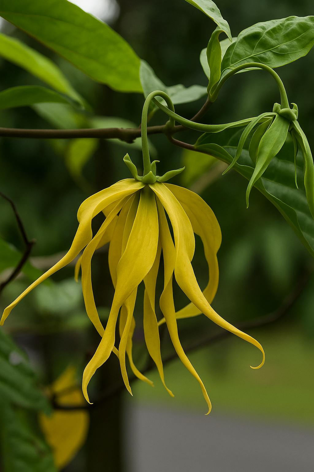 Olio essenziale di Ylang-Ylang Extra per profumeria, aromaterapia ecosmetica: profumi, saponi, candele fai da te