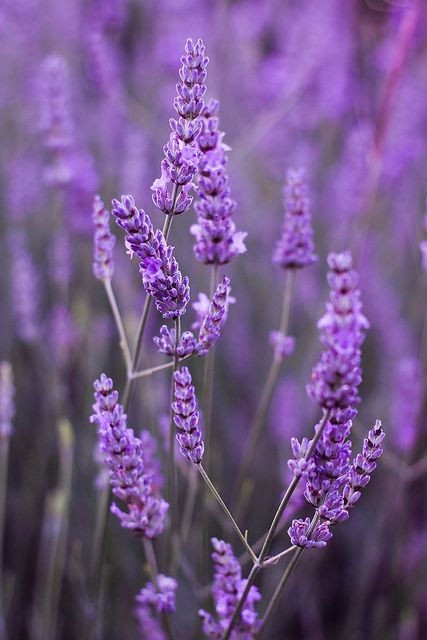 Lavandino Super Olio Essenziale ORG