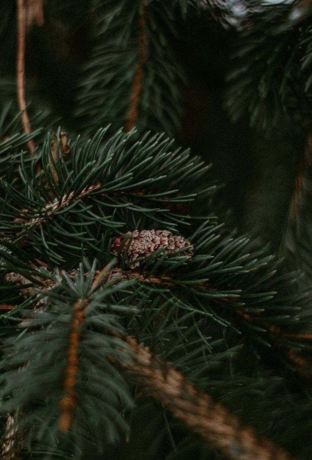 Abete Balsamico Olio Essenziale ORG