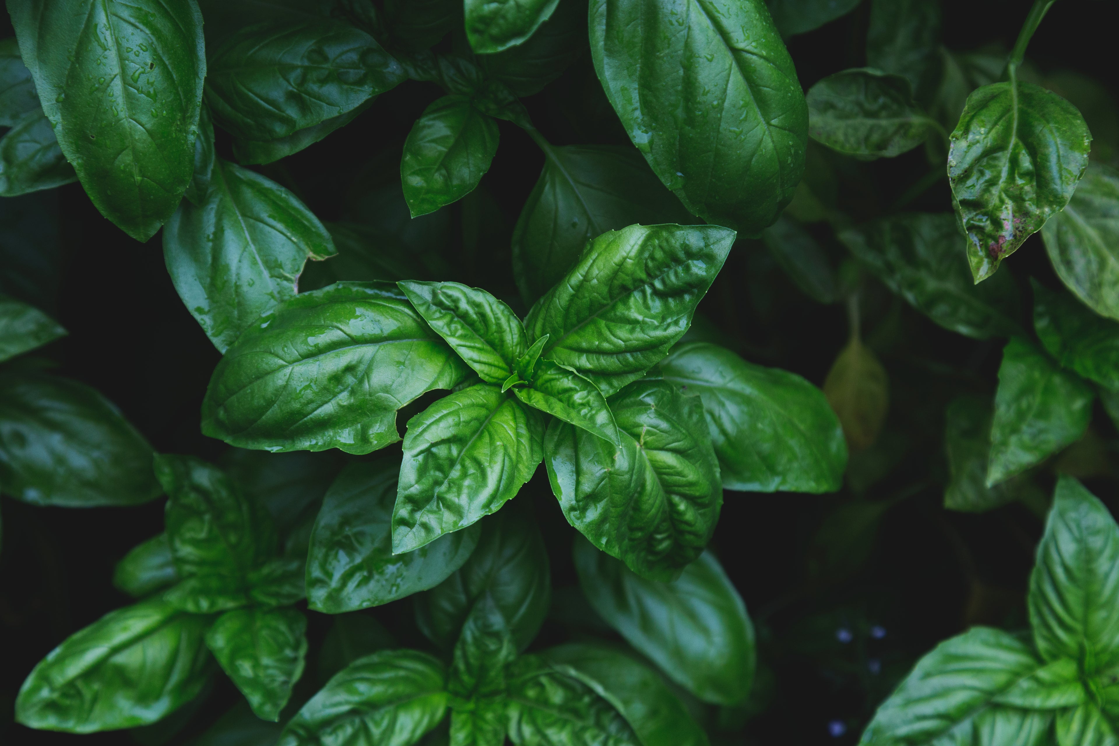 Basil ORG Essential Oil