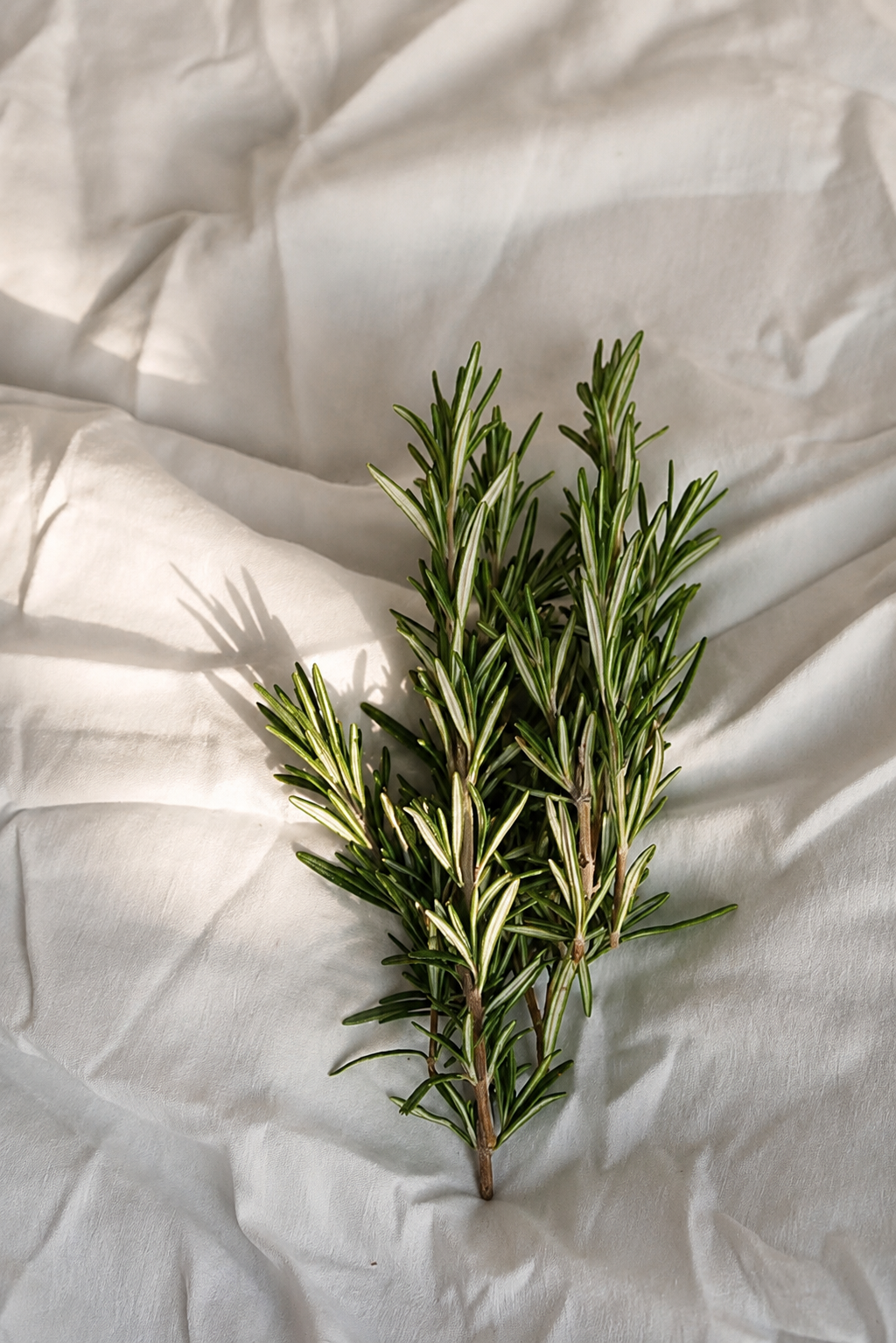camphor rosemary for perfumery and aromatherapy: perfumes, soaps, well being