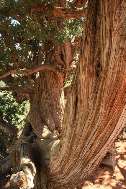 Cedarwood Atlas Essential Oil