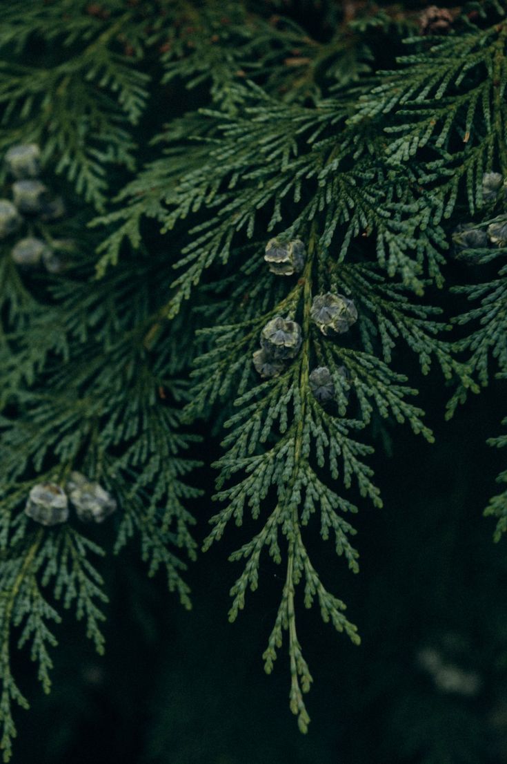 Cipresso Olio Essenziale ORG