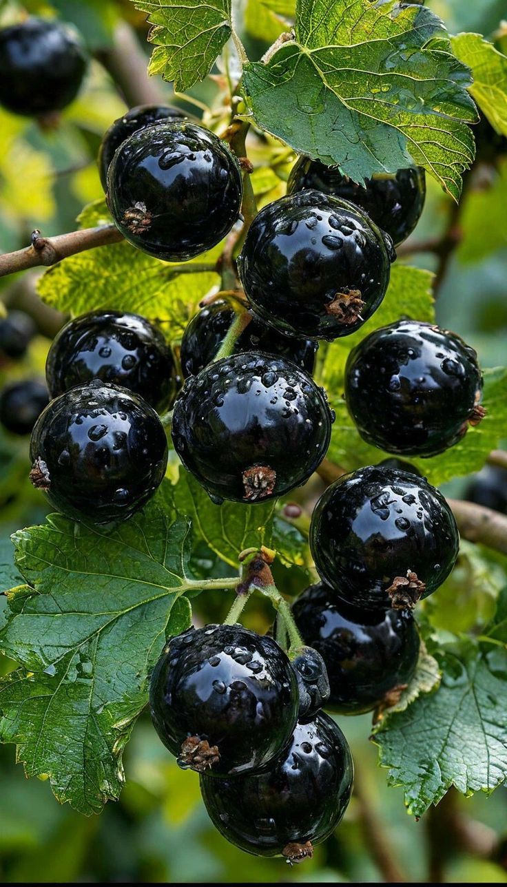 Blackcurrant Absolute