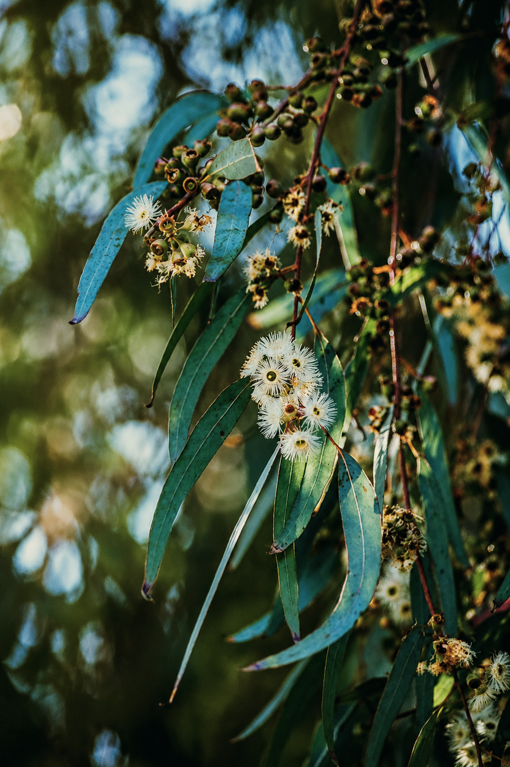 eucalyptus globulus for perumery aromatherapy and cosmetics: perfumes, soaps, skin care, well being