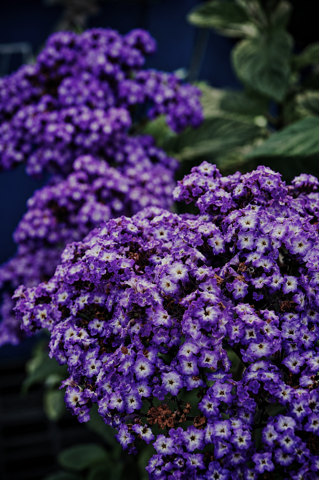 Heliotropin for perfumery and cosmetics: perfumes, soaps, skincare, candles