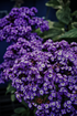 Heliotropin for perfumery and cosmetics: perfumes, soaps, skincare, candles