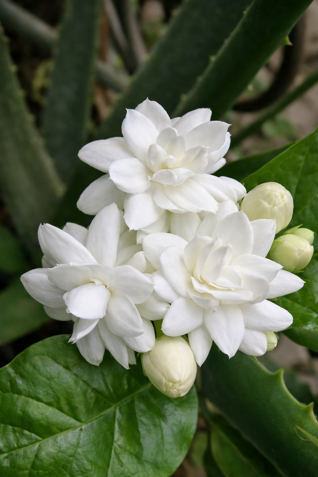 jasmine sambac absolute for perfumery and cosmetics: soap, candles, perfumes