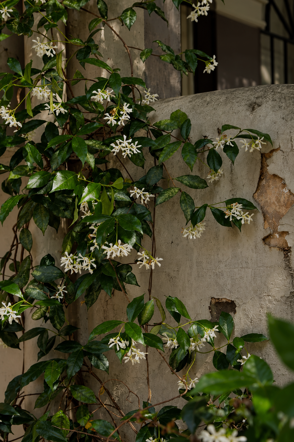 Jasmine Grandiflorum (India) Absolute