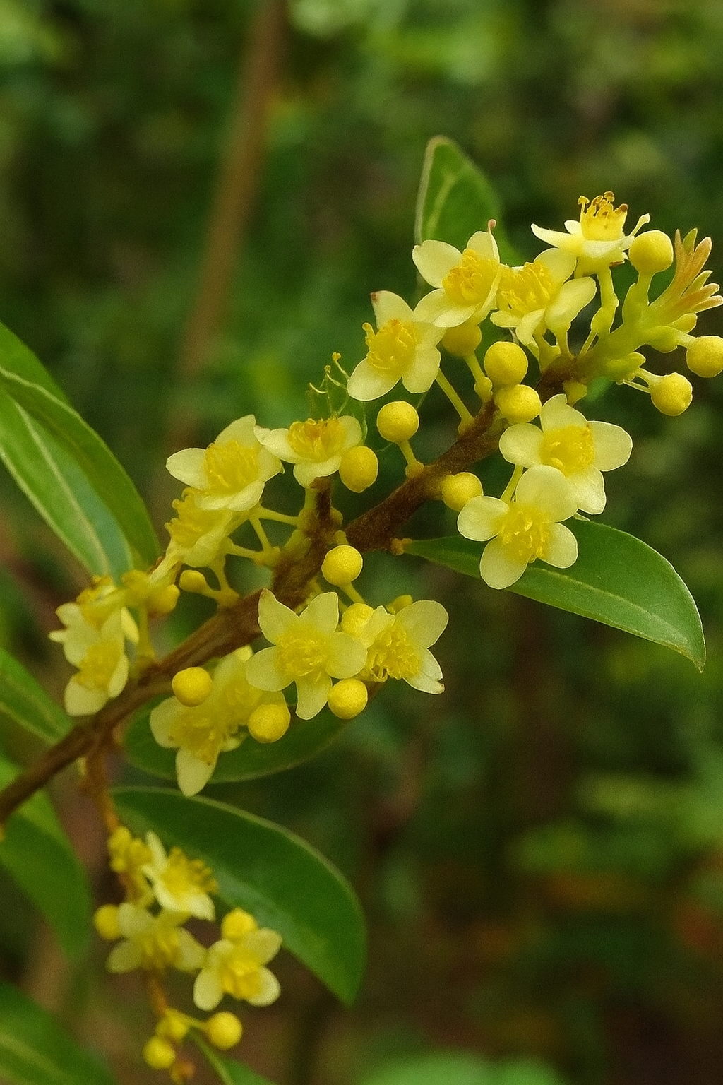 Litsea Cubeba Olio Essenziale ORG