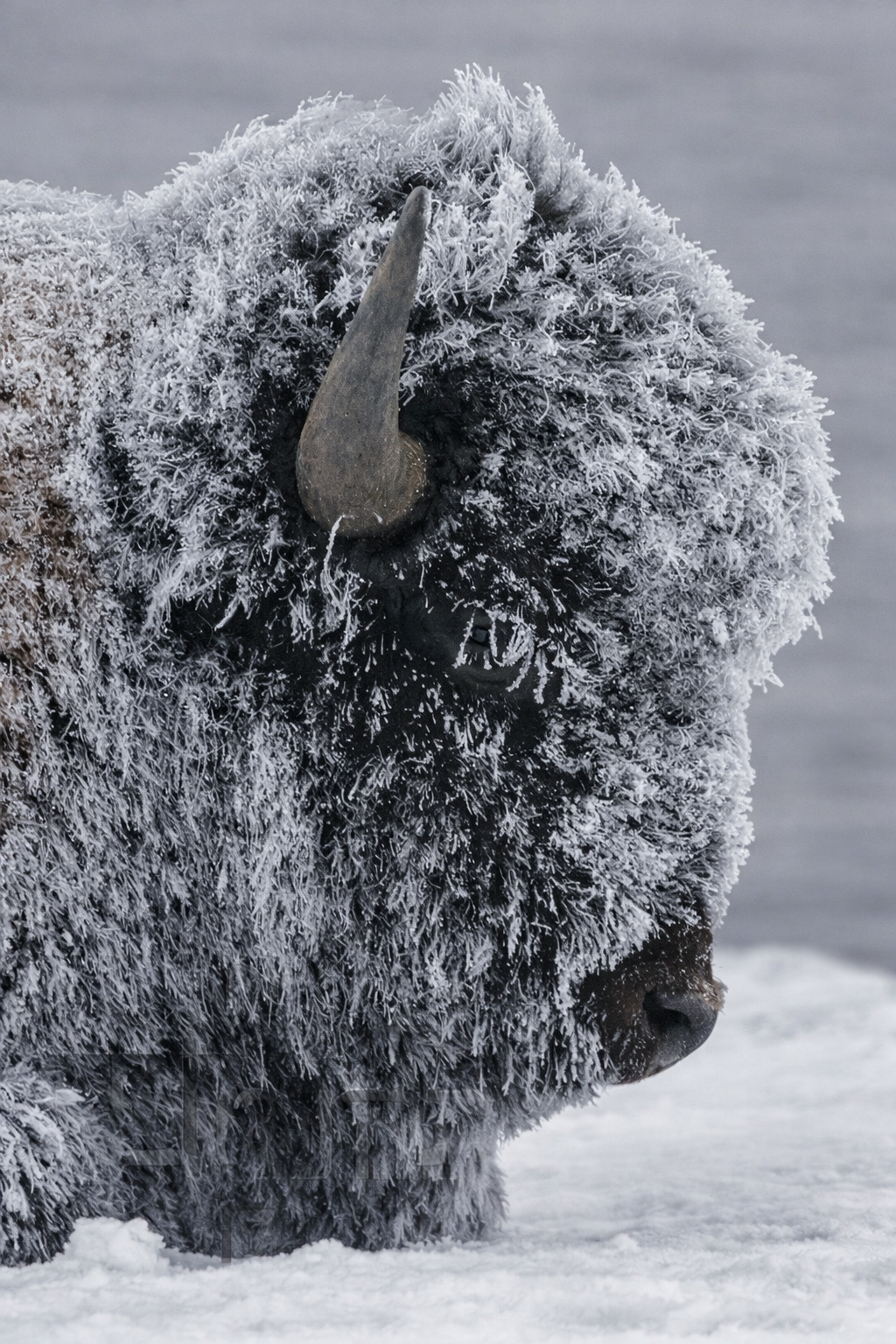 muscenone delta for perfumery and cosmetics: perfumes, cosmetics, candles, soaps