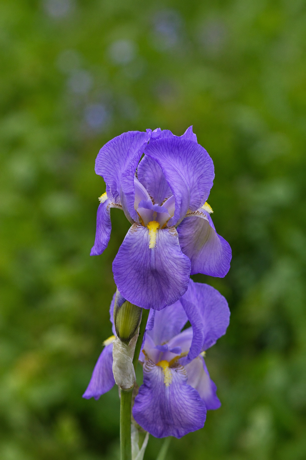 iris pallida assoluta for perfumery: perfumes, soaps, candles