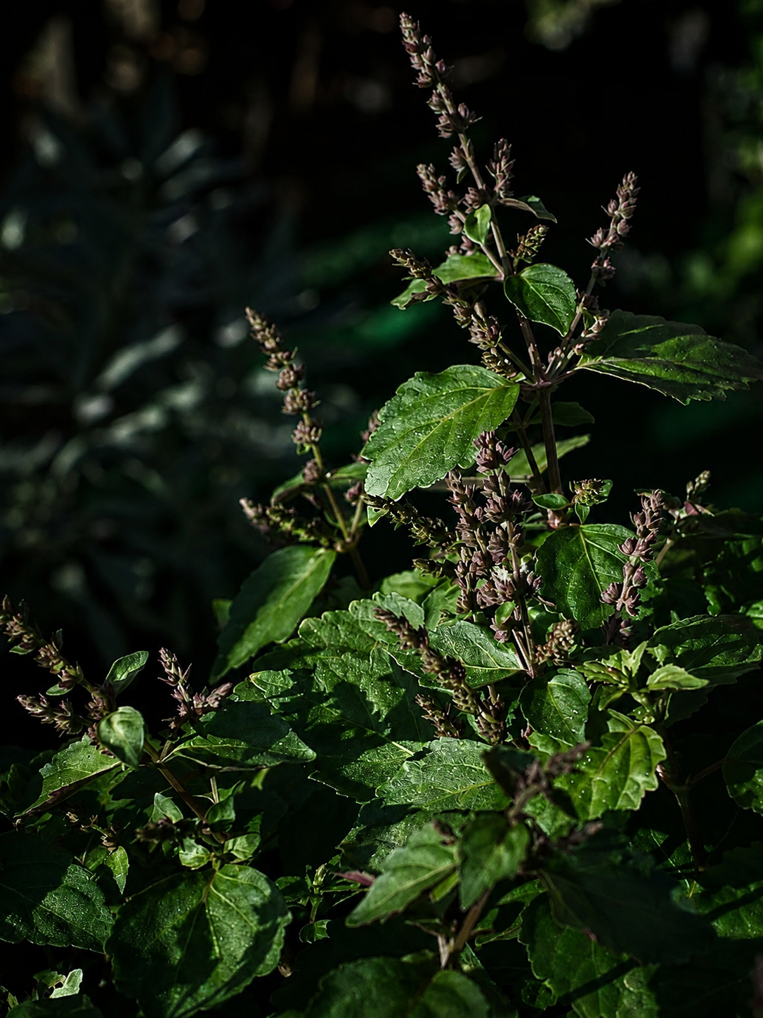 Patchouli MD Olio Essenziale