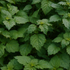 patchouli essential oil for perfumery, cosmetics and aromatherapy: perfumes, skincare, candles, soap