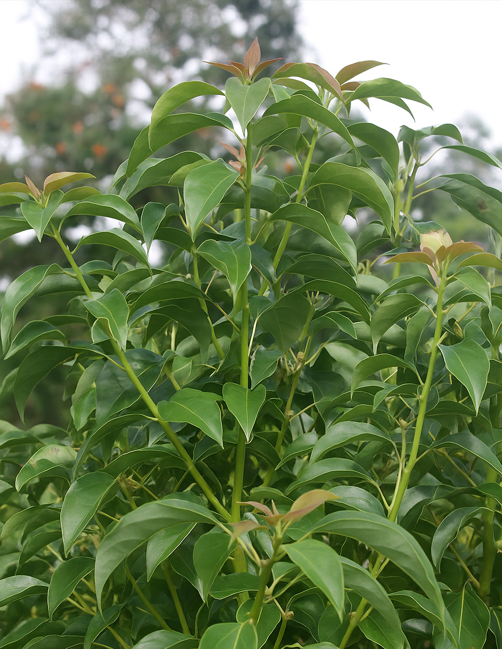 ravintsara Olio Essenziale per profumeria e aromaterapia: profumi, diffusione ambientale