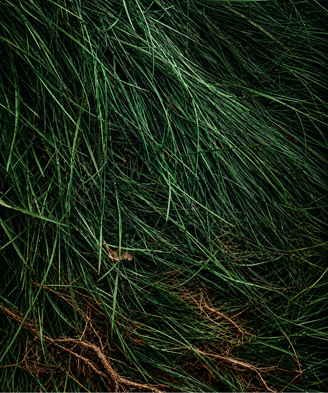 vetiver haiti for perfumery, aromatherapy and cosmetics: perfumes, soaps, candles, skincare