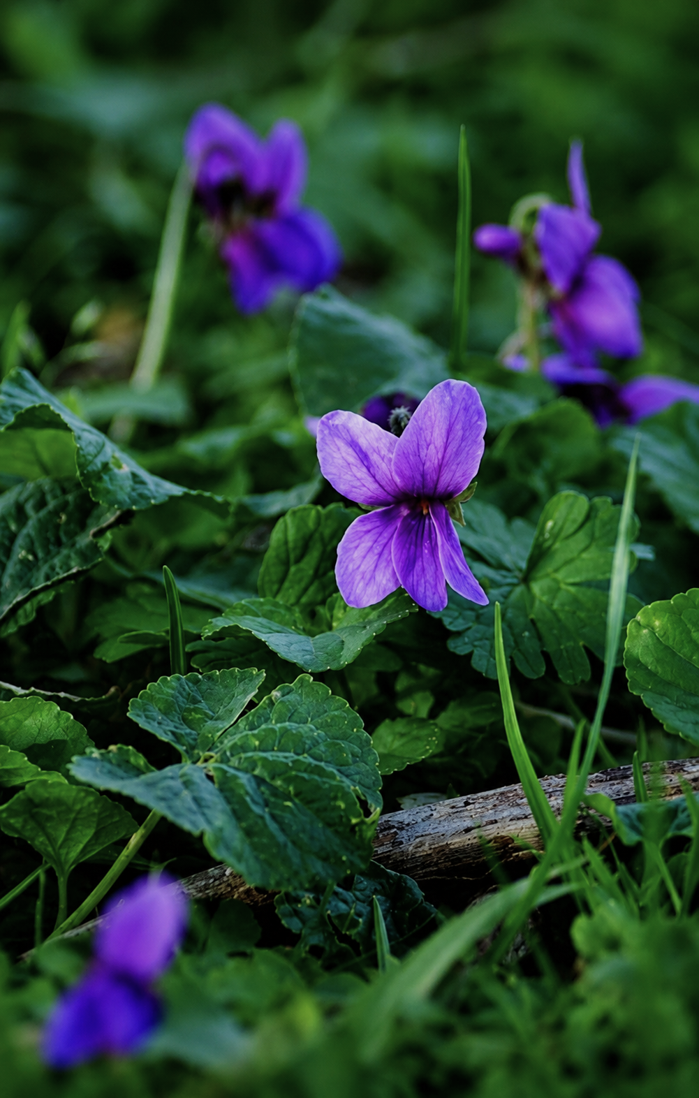 violet leaf absolute for perfumery: perfumes, soaps, candles
