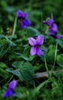 violet leaf absolute for perfumery: perfumes, soaps, candles