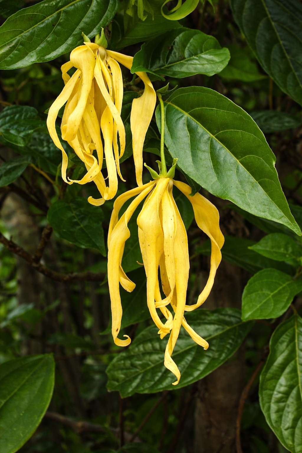ylang ylang complete for perfumery and aromatherapy and cosmetics: perfumes, cosmetics, candles